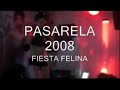 fiesta felina fiesta felina