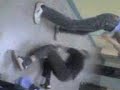 cygany kontraatak�j? JWB