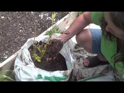 how to grow yukon gold potatoes