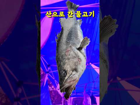 자연산 감성돔, 농어, 광어, 상어, 쌈채소