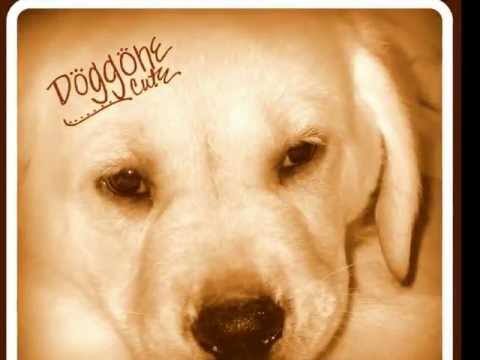 Yellow labrador puppy – Cute Cooper