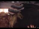 Wild Thing-WITH AEROSMITH,BON JOVI,GN'R,POISON