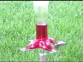 Hummingbirds