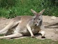 Kangaroos and Wallabees