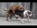 DawgBarf DawgBarf