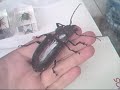 Besour�o Cerambycidae - Titanus Giganteus?
