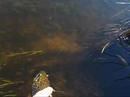 Releasing my own record Salmo trutta fario