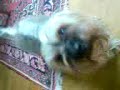 Punk Dogg By Punkvideo.se