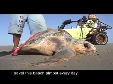 Pacific loggerhead turtles: in whose ...