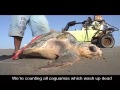 Pacific loggerhead turtles: in whose hands?