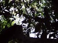Gibbon in  the Canopy