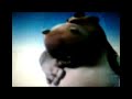 musique le lion...