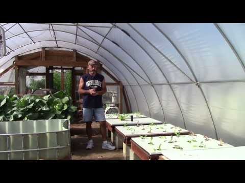 how to fertilize tomatoes naturally