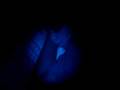videos de sleepy piggy