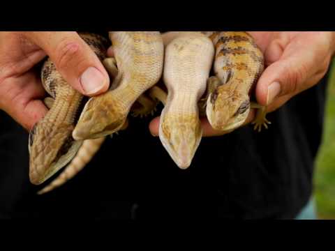 YouTube reptile video