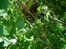 Baby Birds Sault Ste Marie
