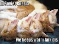 Very Funny Cats 18 Very Funny Cats 18