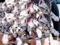 Very Funny Cats 18