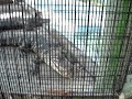 Krokodil oder Alligator Attacke