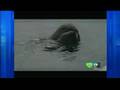 Queen Latifah Talks About 'Arctic Tale'