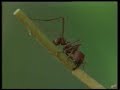 Leaf # cutteR*AntS Leaf # cutteR*AntS