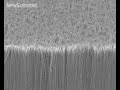 Geckos inspire experimental adhesive