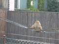 Lar Gibbons Part 3