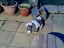 Alfie the mad Shih Tzu