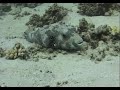 Scuba diving in Egypt, Marsa alam