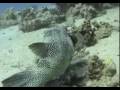 Scuba diving in Egypt, Marsa alam