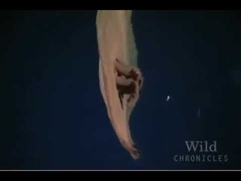 National Geographic Wild Chronicles : Lost City