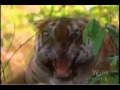 National Geographic Wild Chronicles : Lost City