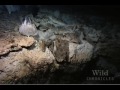 National Geographic Wild Chronicles : Lost City