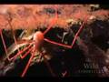 National Geographic Wild Chronicles : Lost City