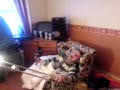 dapple jackass dirty sanchez funny mad nuneaton  sick