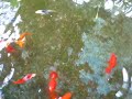 Fish Pond ni Jog - Episode 6 Fish Pond ni Jog - Episode 6