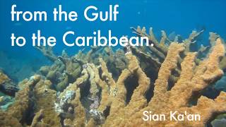 Saving the Mexican Coral Reefs. Oceanus AC 