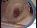 Canaries-from conception to beautiful birds-part 1 of 3