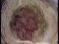 Canaries-from conception to beautiful birds-part 1 of 3