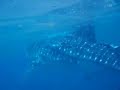 Whale Shark