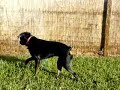 Vicious Rottweiler attacks the sprinklers Vicious Rottweiler attacks the sprinklers