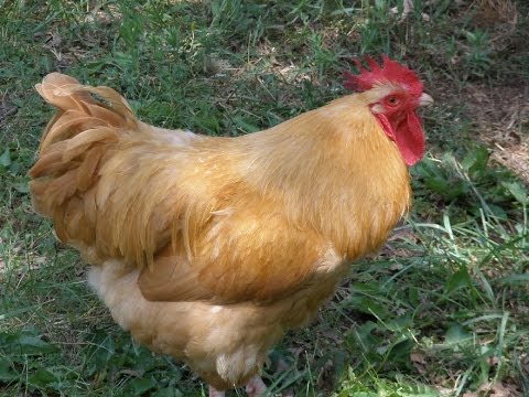 how to trim rooster spurs