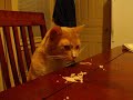 Jasper eating turkey with paws