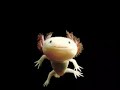 UPARUPA