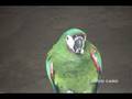 videos de Chestnut-fronted Macaw, Guacamaya Cariseca (Ara severus)