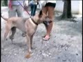 Scoobys freedom