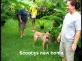 Scoobys freedom