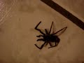 Gordas matando aranha