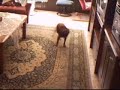 NEW VACUUM CLEANER.
