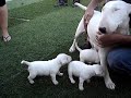 camada de bull terriers Shiva y Tor